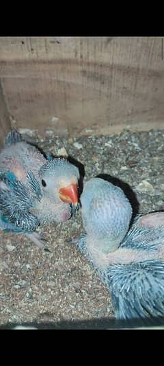 Blue and Maouve Ringneck chicks