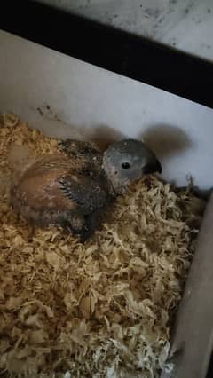 SUNCONURE / Lorry Chick