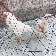 fertile egg pure Hera breed mianwali bloodline