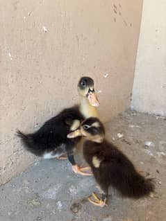 ducks babies