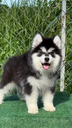 Siberianhusky puppie 03079468316