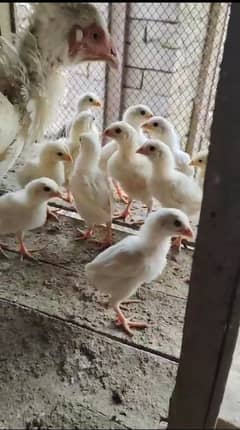 paper white heera aseel chicks, breeders, murga,madi