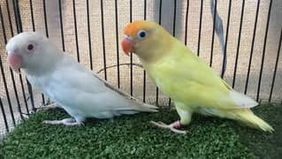 Albino Red Eye x Decino bonded pair