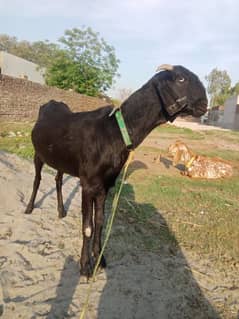 2 goats dono Bani hoe Hain 2 month