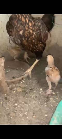 Aseel Hen with two chicks