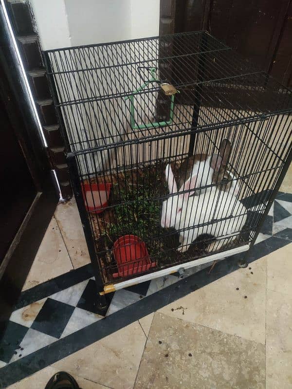 male or female rabbit 0