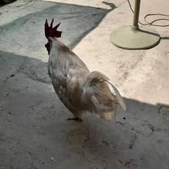 white cock