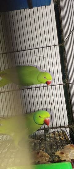 green parrot taking pair