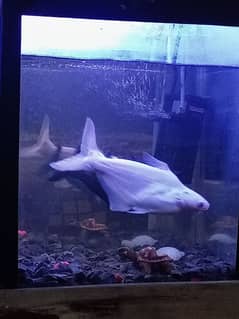 Albino Blue Line Shark and Normal Blue Line