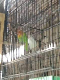 breeder pair of lovebirds