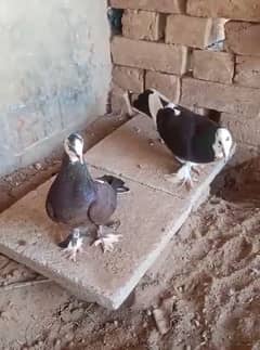 Kabootar pigeon