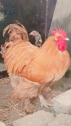 High Quality Golden Buff Rooster