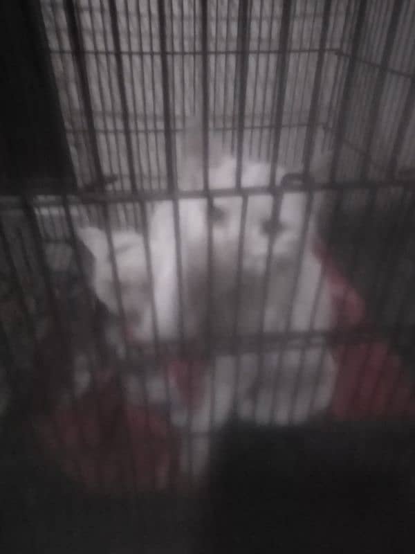 Persian cat single coat 3