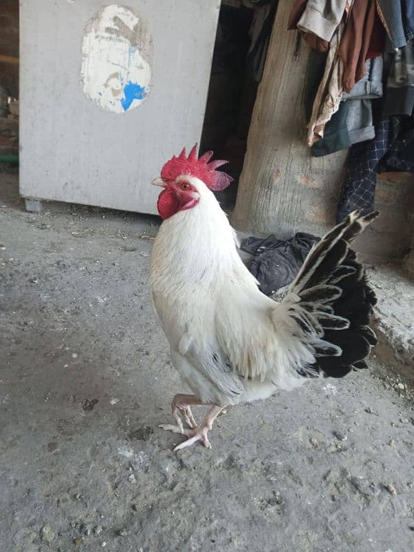 white yong murga 0