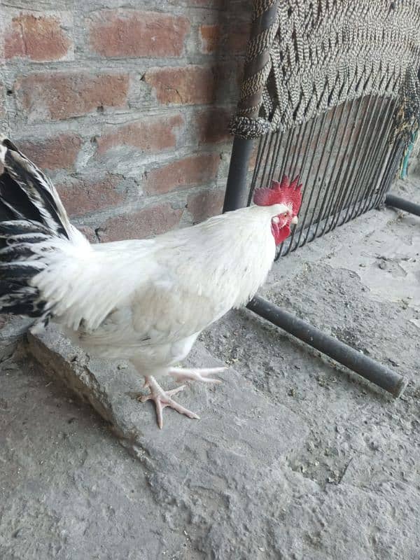 white yong murga 1