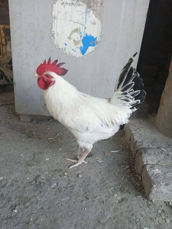 white yong murga 2