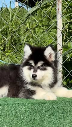 Siberianhusky puppie 03079468316