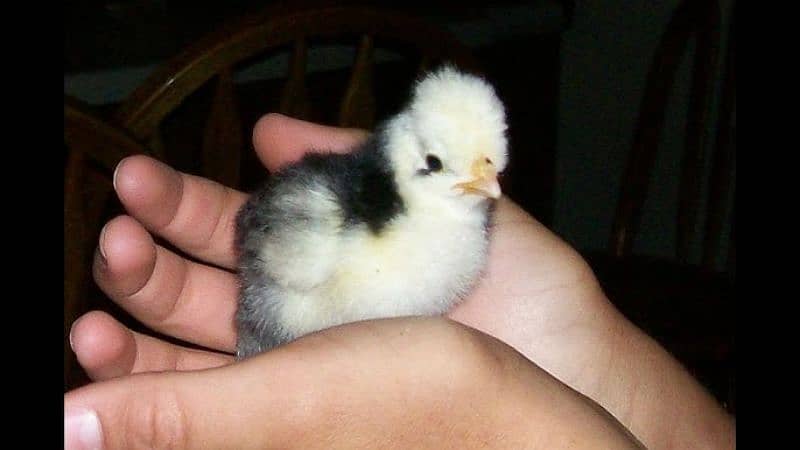 Fancy Chicks and Fertile eggs available 0