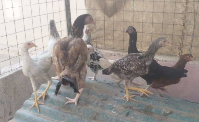 Fancy Chicks and Fertile eggs available 1