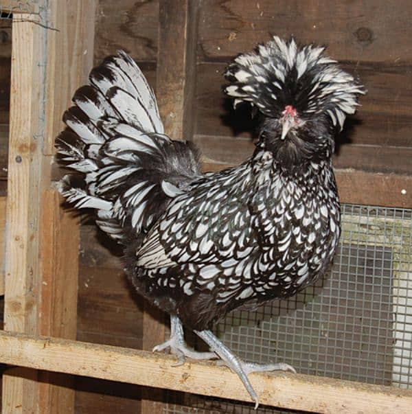Fancy Chicks and Fertile eggs available 3