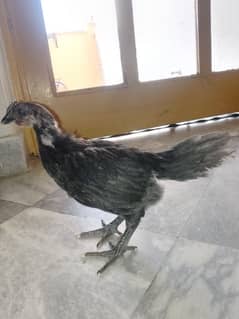 mix aseel and ayam cemani