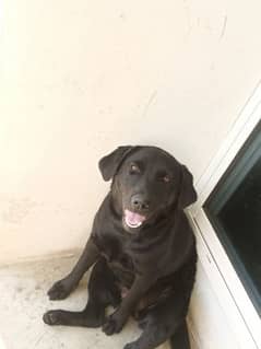 Labrador bitch for sale