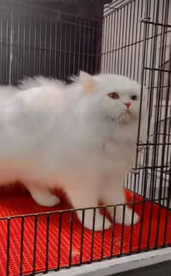 Persian triple coated punch face kittens03463649736 WhatsApp