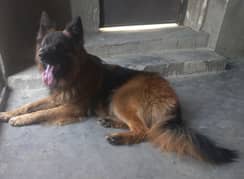 German shepherd long coat male