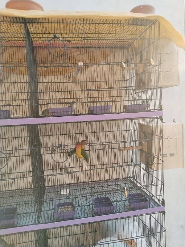 Cage like new 5