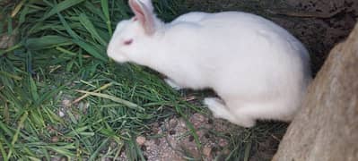 Rabbit  for sale