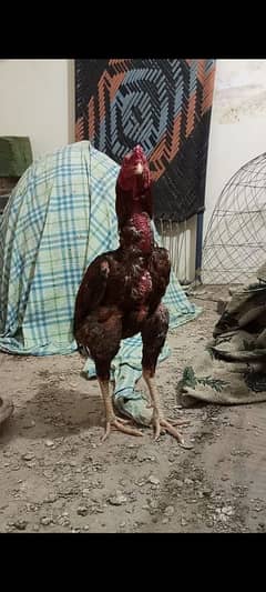 I'm selling aseel rooster