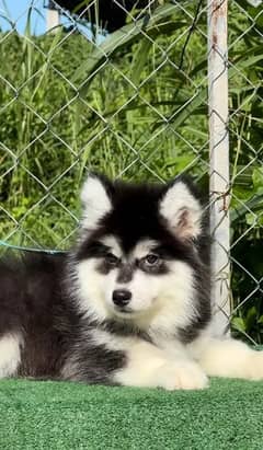 Siberianhusky puppie 03079468316