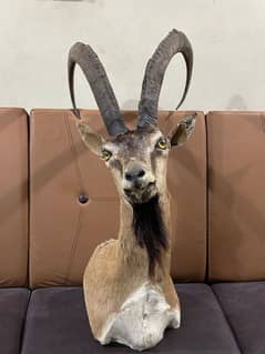 IBEX Head Show peace/ home decoration/ decoration  item