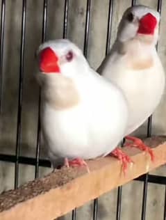 albino red eye shaftail opal,fown, albino,owl diamond golden java