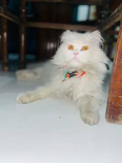 Persian Cat Triple Coat