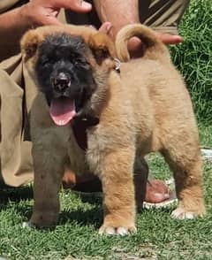 Kurdish Kangal security dog male 3 month for sale heavy bone