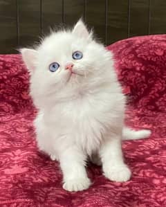 Persian kittens triple coat pair for sale contact whatsap 03174833868