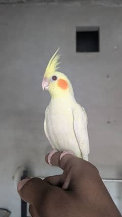 hand tame cocktail & Australian parrot,budgies, train parrot