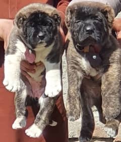 Kurdish Kangal security Dog 2 month pair for sale heavy bone