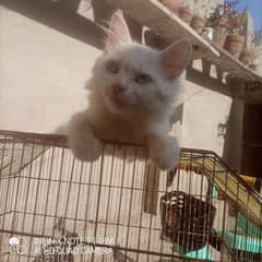 white Persian kitten