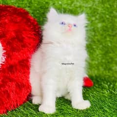 white blue eyes Persian  | Triple Coated | Persian cat babies