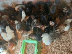 Golden Misri chicks /chuzay for sale