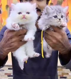 Persian triple coated punch face kittens03463649736 WhatsApp