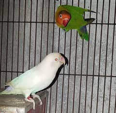 love bird Albino redeye