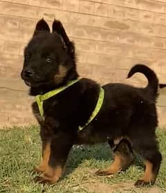 german shepherds male for sale