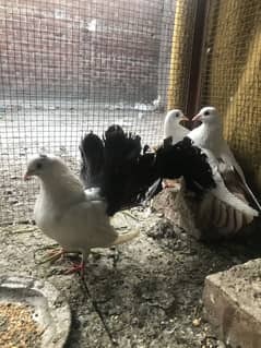 Fancy pigeons