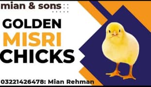 30 days old golden misri chicks available