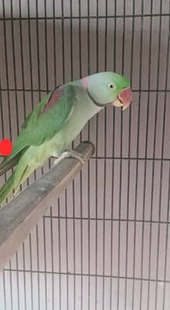 Raw parrot male