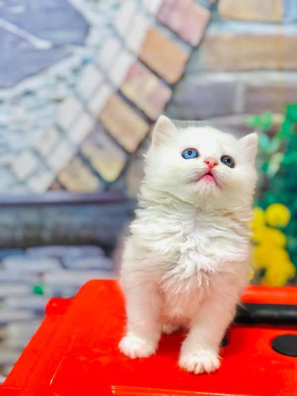 Persian Punch face triple coat cat Kitten 15
