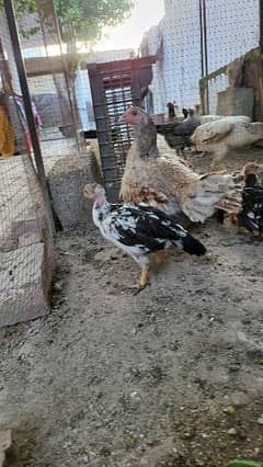 Aseel Mianwali Chicks